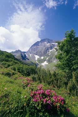 Gaestehaus Danler Neustift im Stubaital Buitenkant foto